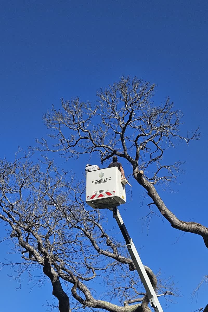 Découpe dans la couronne d'un grand arbre depuis la nacelle — abattage en Sarthe (72), Artisan Renard