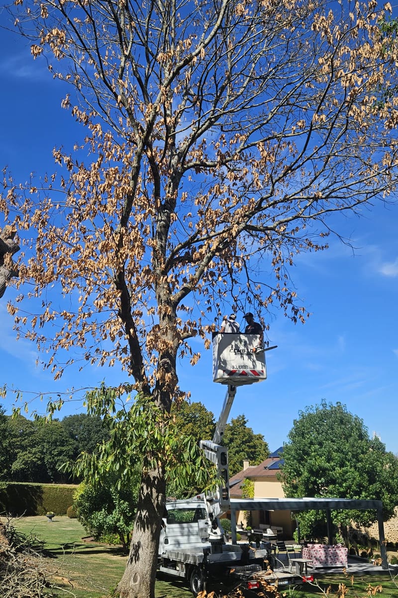 Élagage d'un arbre dans un jardin de particulier en nacelle — élagueur 72