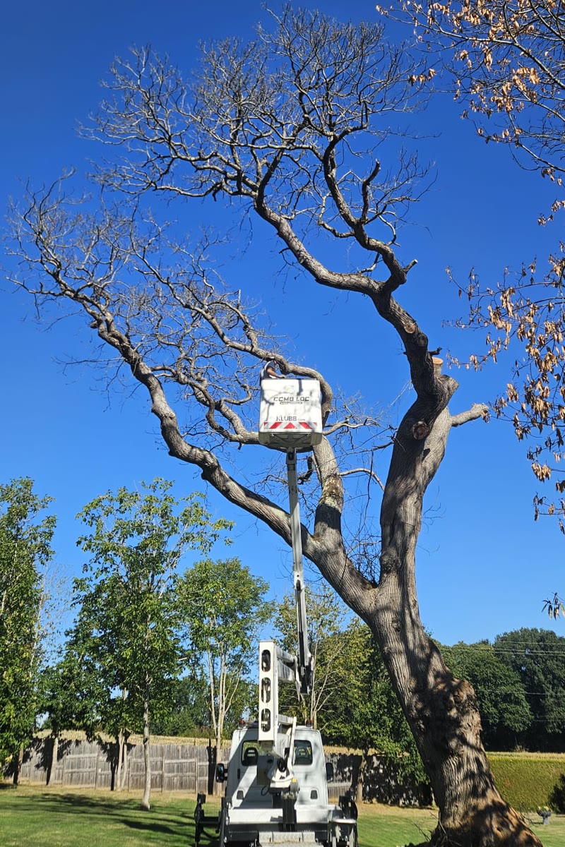 Intervention sur un arbre de grande hauteur en nacelle en Sarthe — Artisan Renard