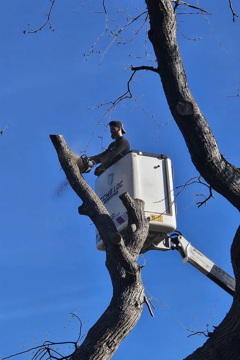 Élagueur à la tronçonneuse depuis la nacelle — Artisan Renard, Sarthe (72)