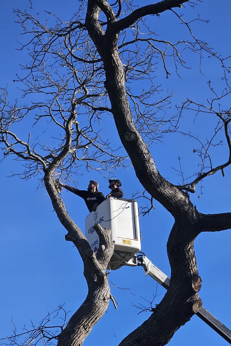 Deux élagueurs dans le panier de la nacelle au cœur d'un grand arbre — Artisan Renard, Sarthe (72)
