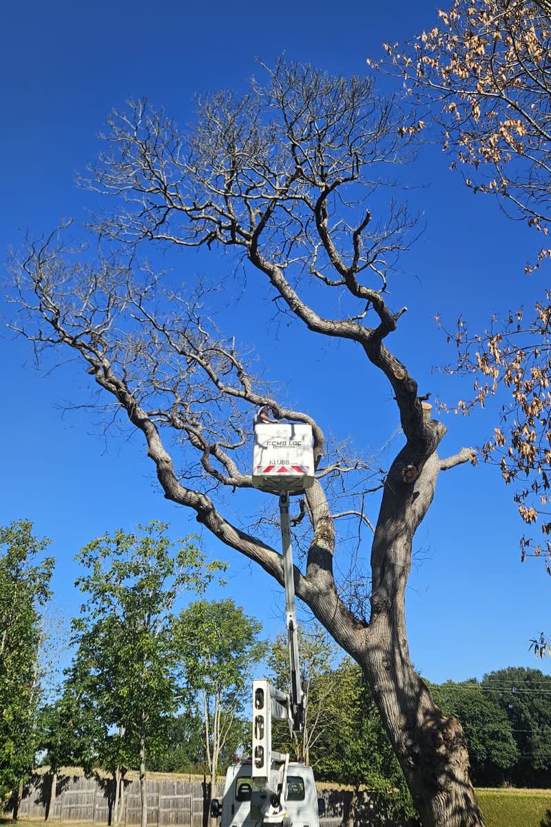 Grand arbre dépérissant taillé depuis la nacelle — élagueur Artisan Renard, Sarthe (72)