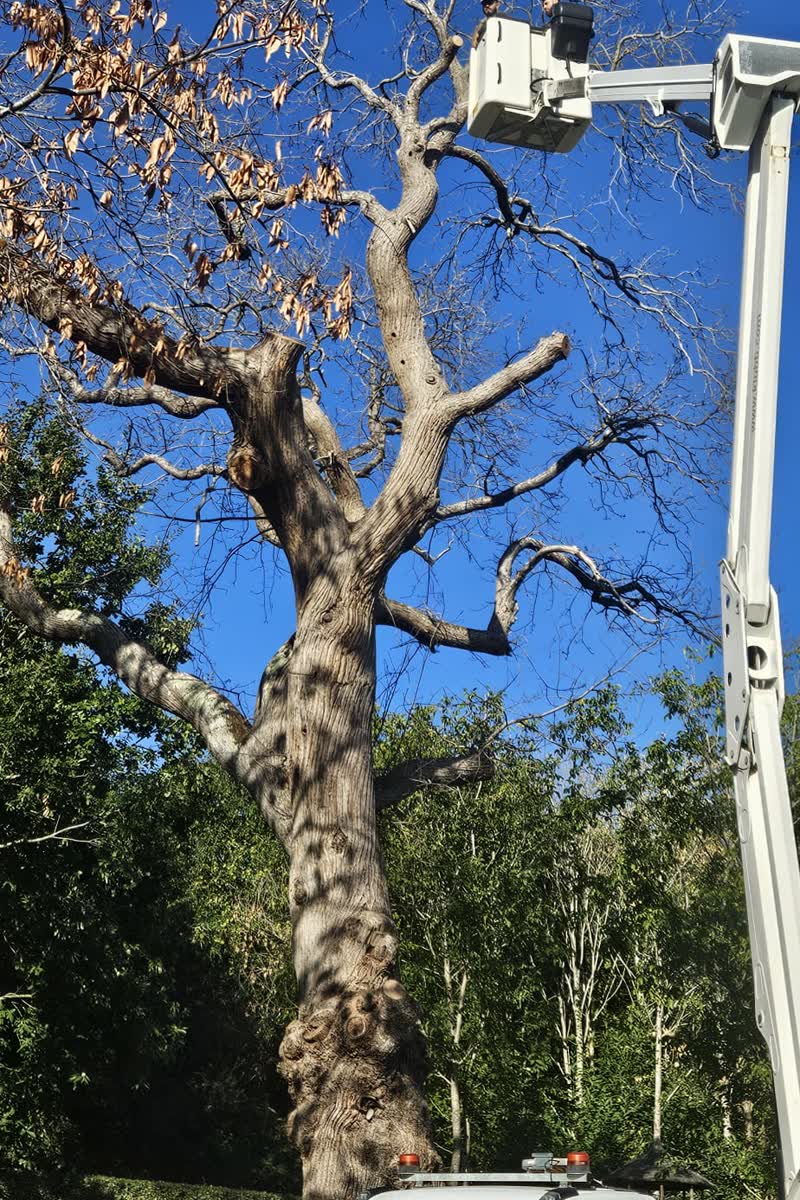 Nacelle déployée au pied d'un grand arbre, bois débité au sol — élagueur Artisan Renard (72)