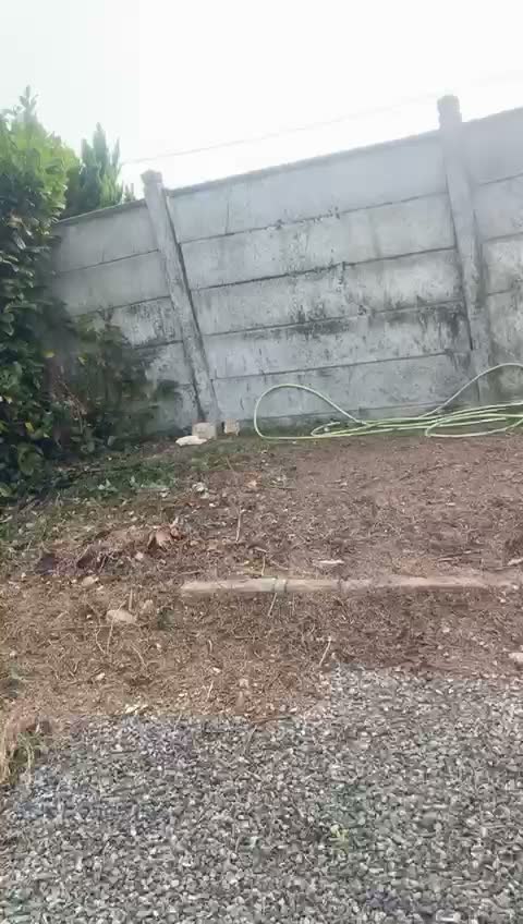 Haie coupée et terrain nettoyé le long d'un mur — taille de haie au Mans et en Sarthe (72), Artisan Renard