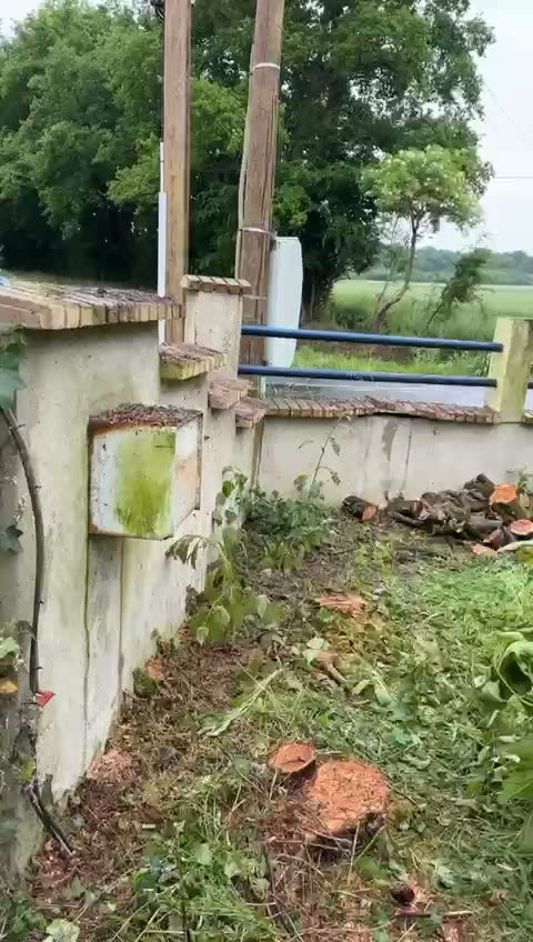 Haie coupée au ras le long d'un muret, terrain dégagé — Artisan Renard, Sarthe (72)