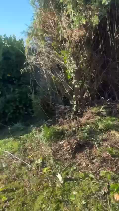Haie envahie par la végétation avant intervention — taille de haie en Sarthe (72), Artisan Renard