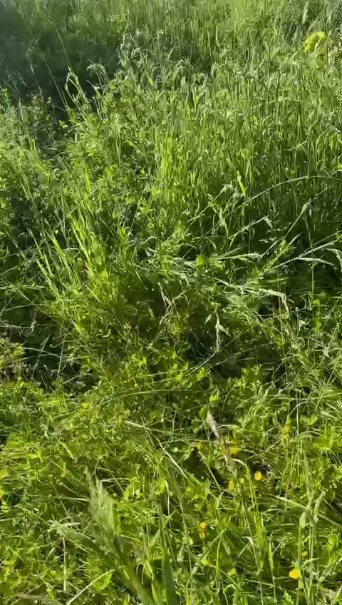 Jardin envahi par les herbes hautes avant débroussaillage — Artisan Renard, Sarthe (72)