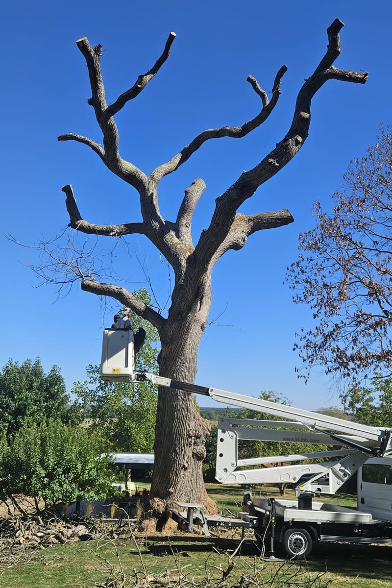 Grand arbre réduit branche par branche en nacelle — élagueur en Sarthe (72)